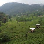 Sekilas Tentang Jembatan Cincin