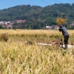 Sekilas Tentang Jembatan Cincin